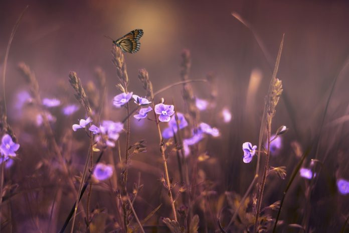 flowers-402094_1280