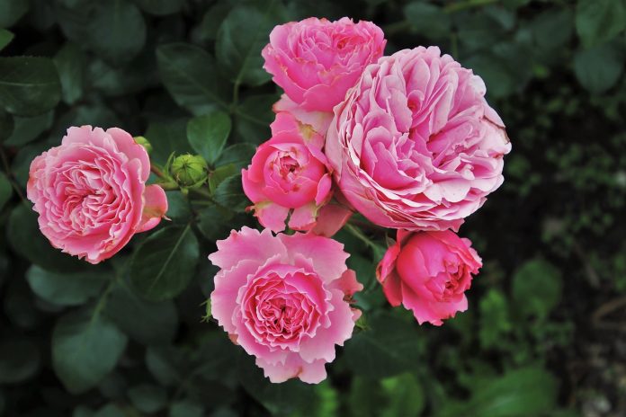 roses-3481982_1280