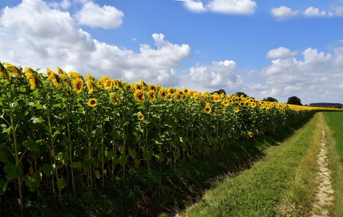 sunflower-3532368_1280