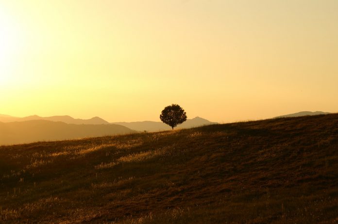 tree-189852_1280
