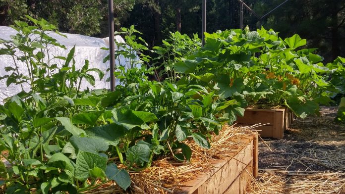 garden-organic-1387011_1280