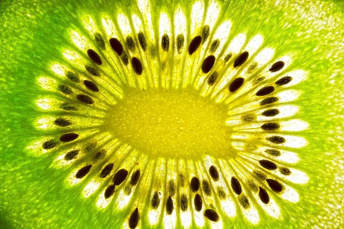 kiwi-3941992_1280